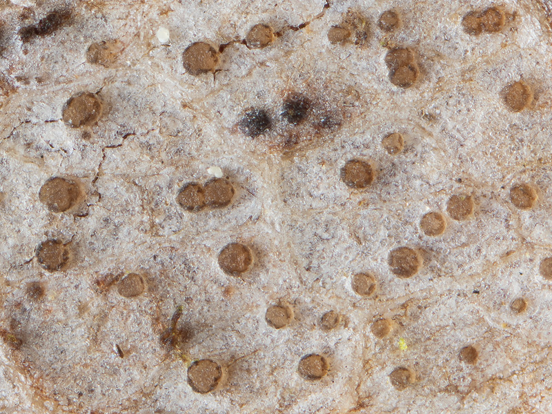 Naevala perexigua